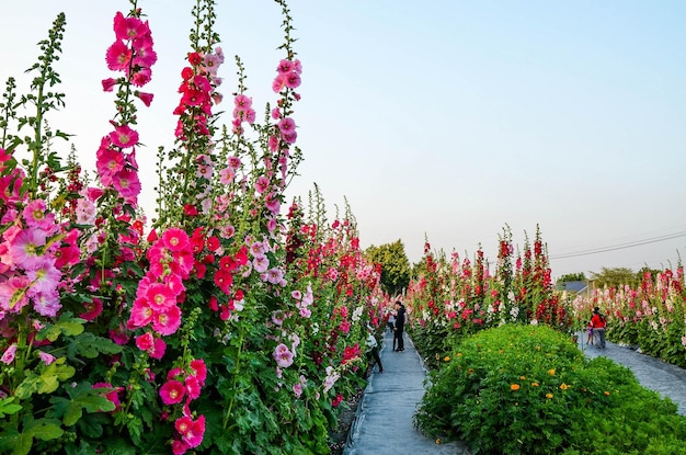 Alcea rosea or Hollyhock