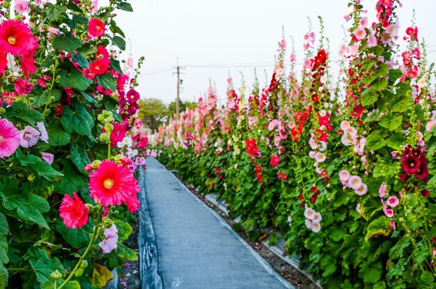 Alcea rosea or Hollyhock