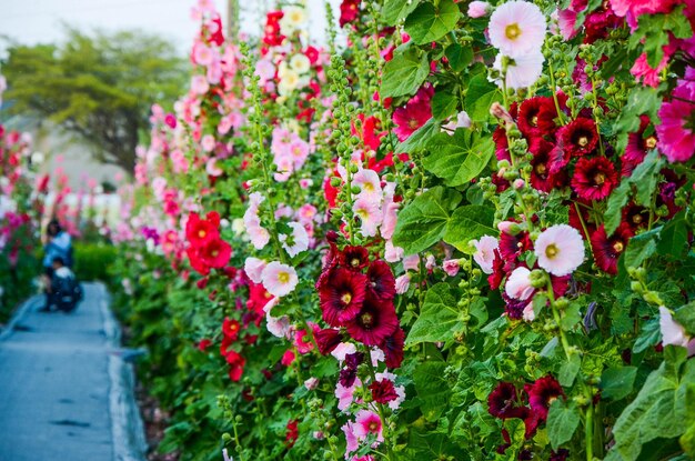 Alcea バラ色またはタチアオイ