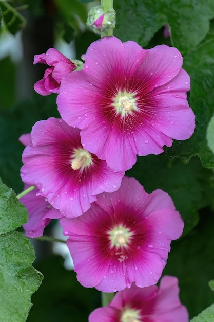 Alcea setosa of borstelige stokroos roze hoge bloem in het tuinontwerp