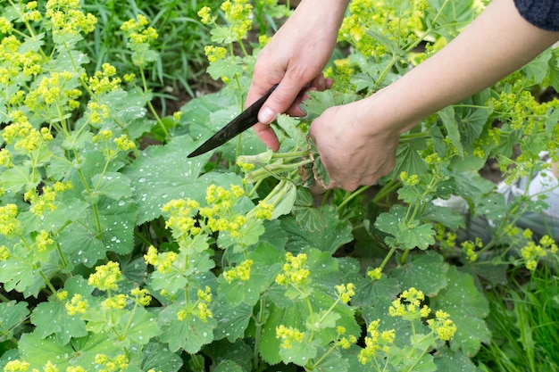 Alchemilla vulgaris, damesmantel, kruidachtige meerjarige plant