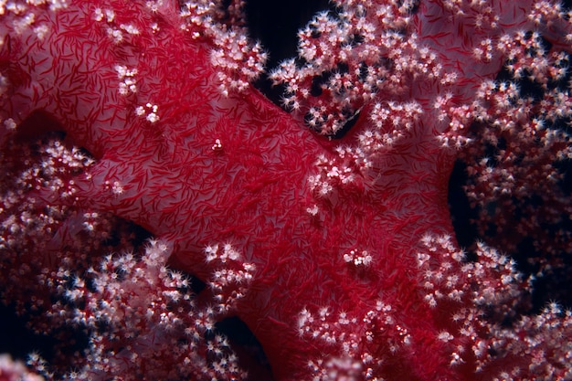 Photo alcyonarian soft coral