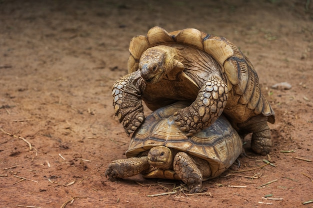 Гигантская черепаха Альдабра (Aldabrachelys gigantea), спаривающая в саду