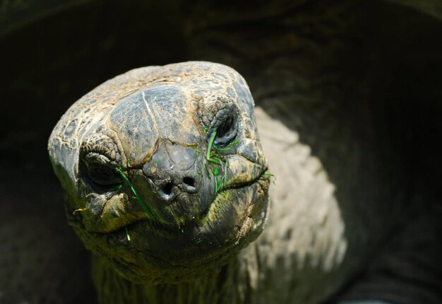 アルダブラ・ジャイアント・タートウズ (Geochelone gigantea)