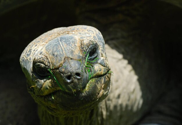 Photo aldabra giant tortoise geochelone gigantea stock photo