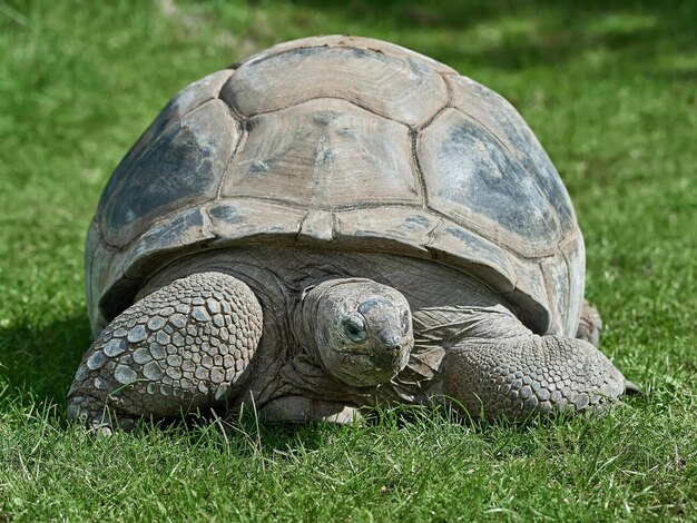 Photo aldabra giant tortoise resting in grassin its habitat stock photo