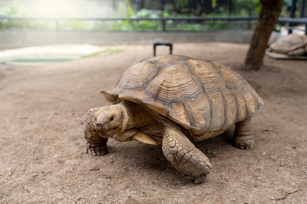 Aldabra-schildpad die in het zand kruipt