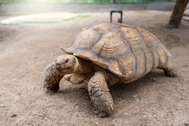 Aldabra schildpad kruipt in het zand