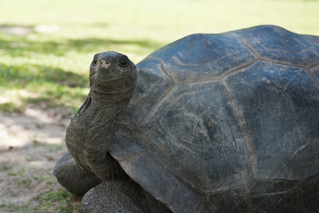 Aldabran Seychellen reuzenschildpad. Close-up shot