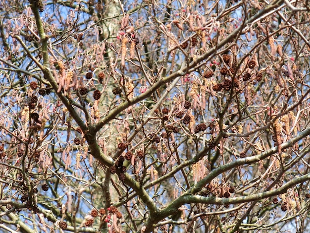 Alder detail