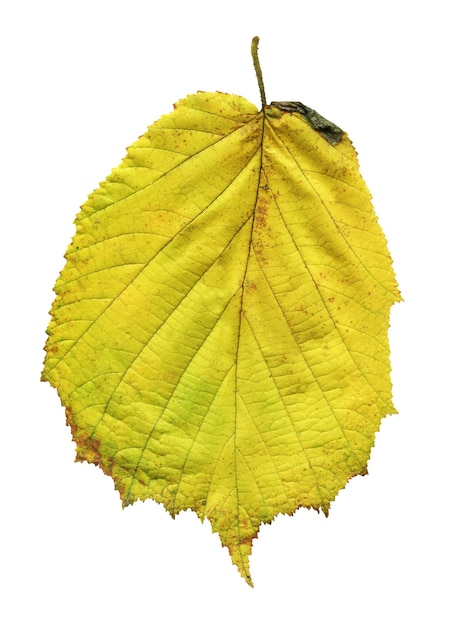 Alder yellow leaf isolated on white Alnus glutinosa autumn leaf isolated