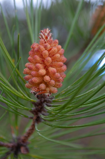 Aleppo-den Pinus halepensis Malaga Spanje