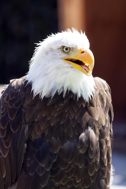 Photo alert bald eagle looking away