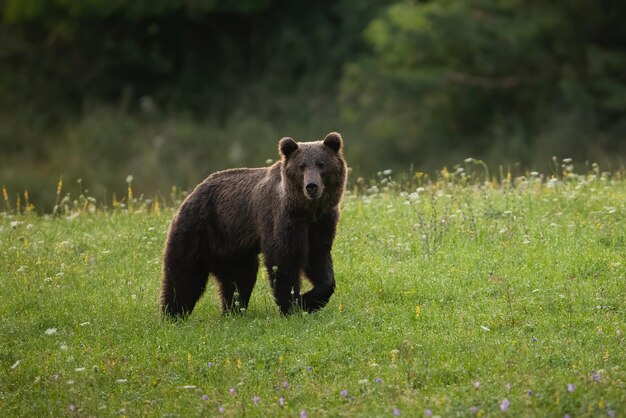 夏に花が咲く緑の牧草地を歩くヒグマに注意