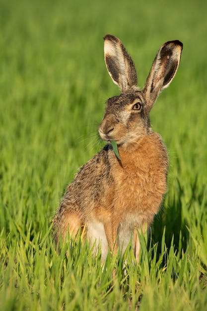 Photo alert brown hare feeding on green field.