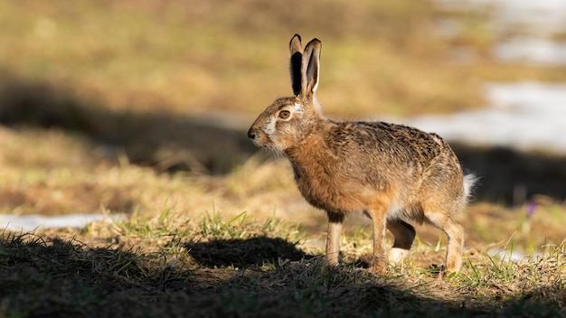 Avviso lepre marrone in piedi sul prato alla luce del sole primaverile