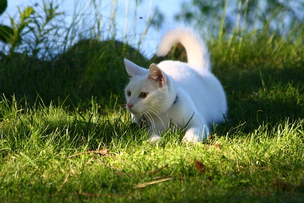 草原の猫を警戒する