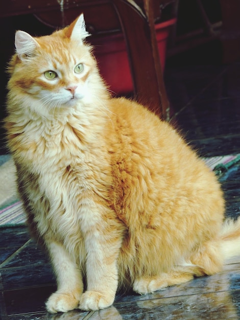 Photo alert cat sitting on floor