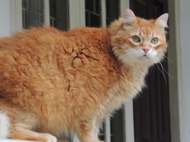 Photo alert cat on window