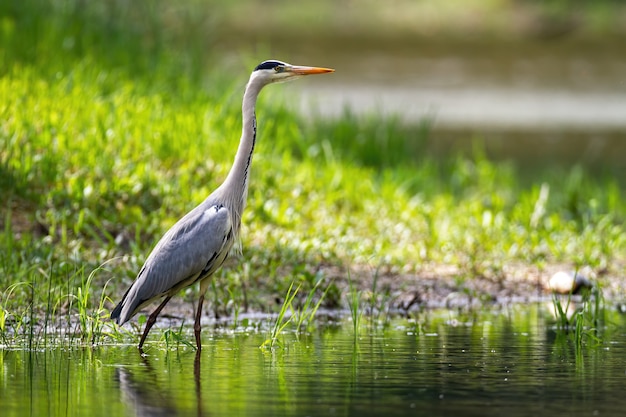 Alert grey heron standing in river with blurred green background