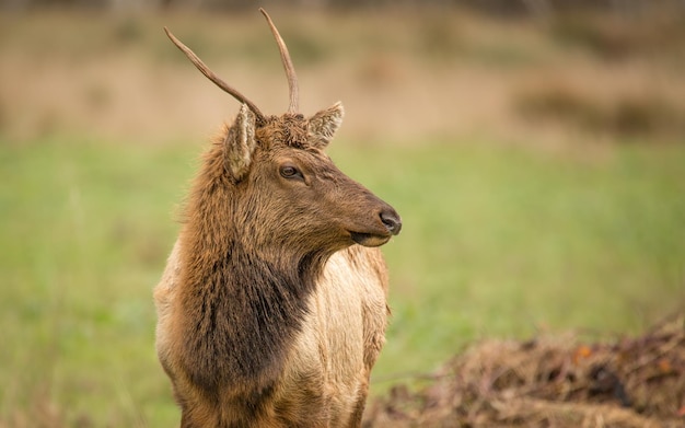 Alert jonge eland die wegkijkt
