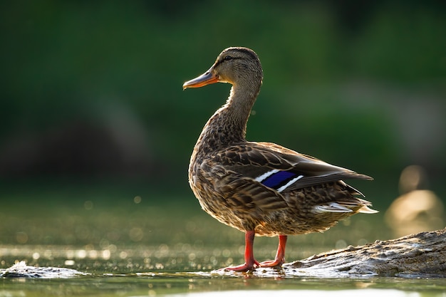 Alert mallard hen standing on the shore