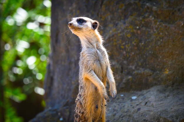 Alert meerkat also known as Suricata suricatta standing on guard