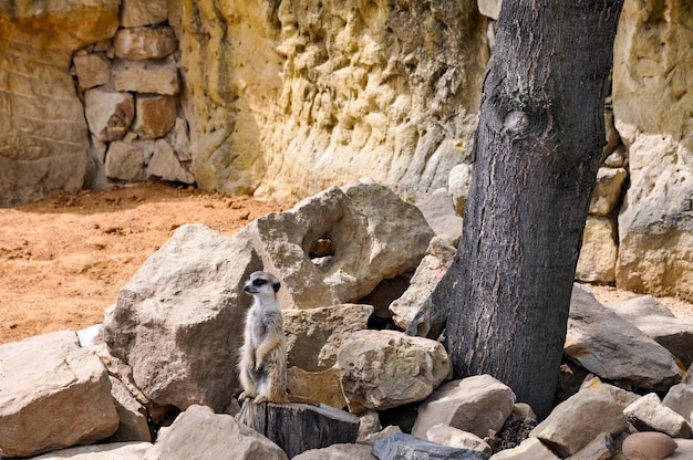 An alert meerkat standing on a rock