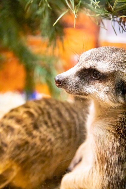 Alert meerkat Suricata suricatta standing on guard Kalahari desert South Africa