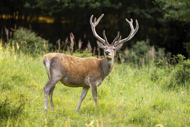Alert red deer with growing antlers in velvet standing on green meadow in summer
