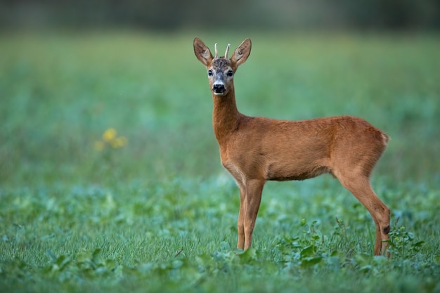 Alert roe deer buck listening carefully on agricultural field at dusk in summer