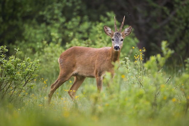 Alert roe deer buck looking into camera on a green clearing in summer nature