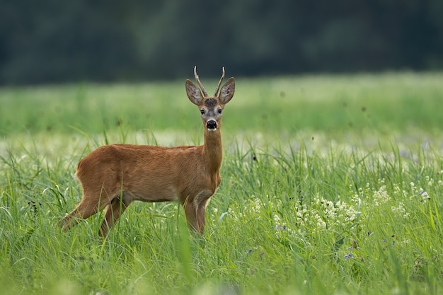 Alert roe deer buck watching on meadow in summer nature