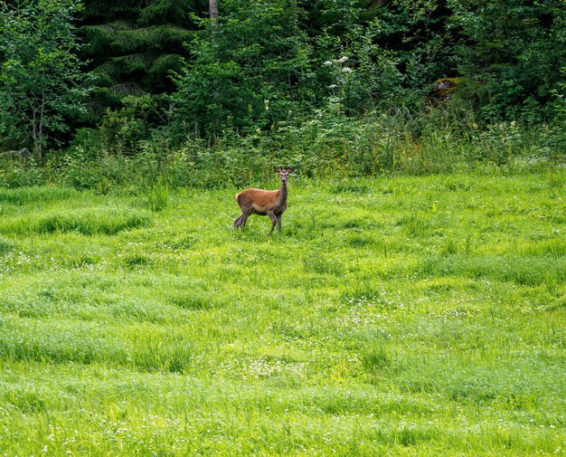 Alert roe deer capreolus capreolus wild in nature near Innerdalen valley Norway