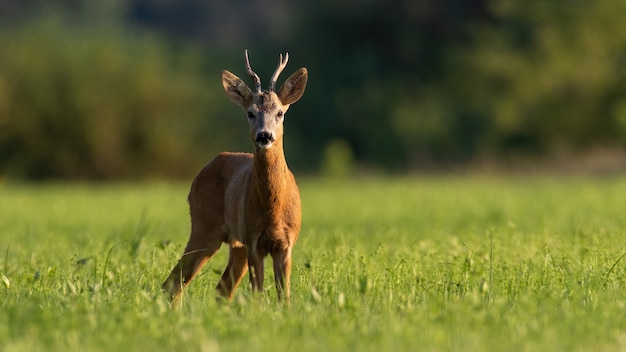 Alert roe deer standing on grassland in sunny summer