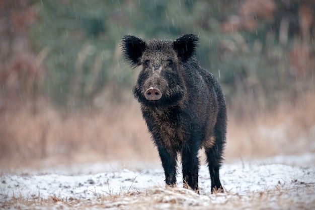 冬の雪上でイノシシ、sus scrofa、豚に警告。寒い季節に危険な野生動物。自然からの野生生物の風景。