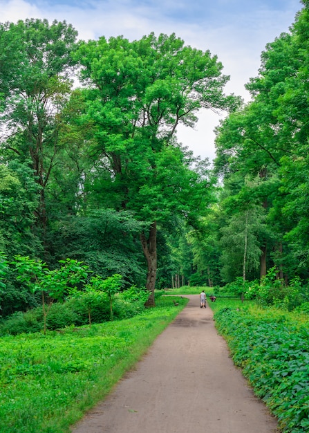 Alexandria park in Bila Tserkva, one of the most beautiful and famous arboretums in Ukraine, on a cloudy summer day.