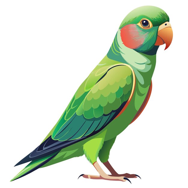 Photo alexandrine parakeet bird flat vector illustration isolated in white background