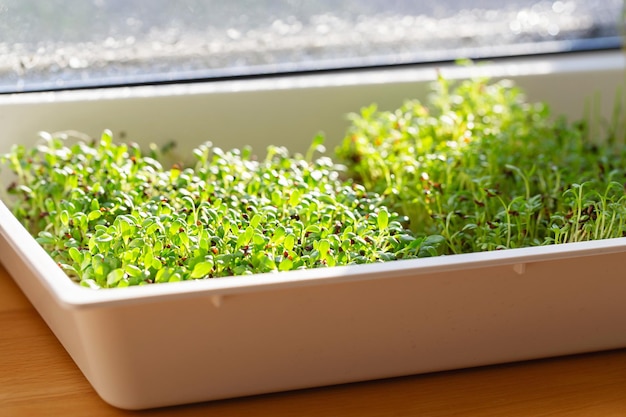 Alfalfa en tuinkers microkruiden kiemen microgreens zaadontkieming thuis