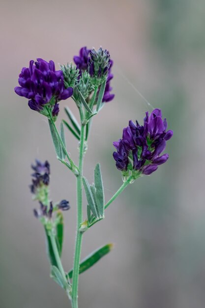 Photo alfalfa medicago sativa