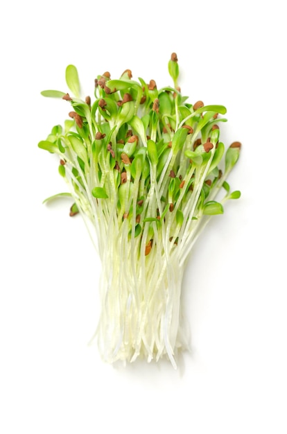 Alfalfa microgreens van bovenaf