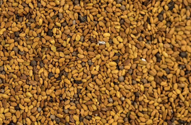 Alfalfa seeds for germination background for desing.