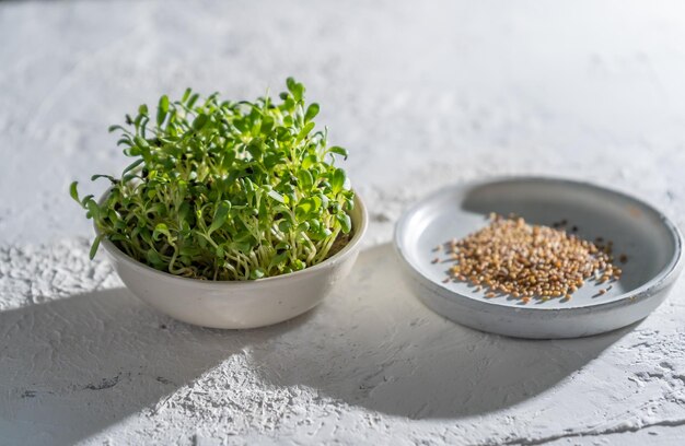 Alfalfa sprouts in a white bowl Grow microgreen for food Healthy vitamin food Germinate alfalfa seeds Growing micro greens at home Leaf and shoots of a green plant