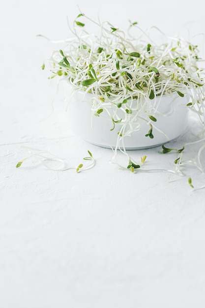 Alfalfa in a white bowl on a white table. Close-up.