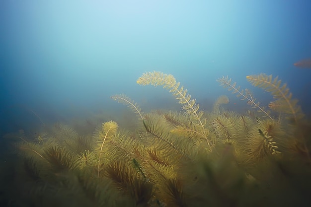 Alga onderwaterlandschap wereld zoetwatervijver