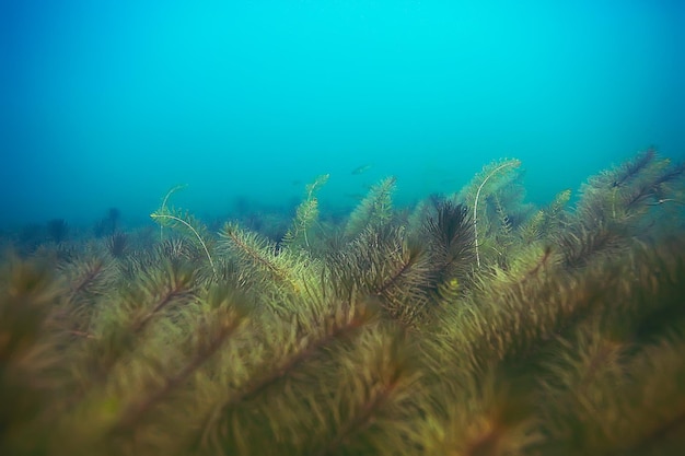 Alga onderwaterlandschap wereld zoetwatervijver