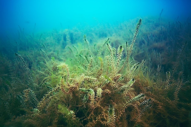 Alga onderwaterlandschap wereld zoetwatervijver