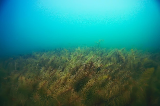 Водоросли подводный пейзаж мир пресноводный пруд