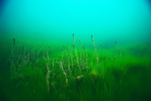 Alga underwater landscape world freshwater pond