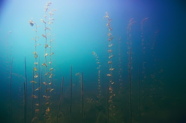 Alga underwater landscape world freshwater pond